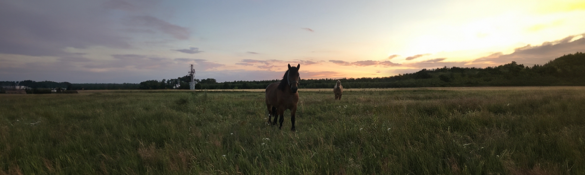 Zdjęcie koni na łące o zachodzie słońca