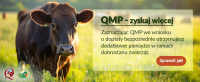 Baner_QMP_1920x787px